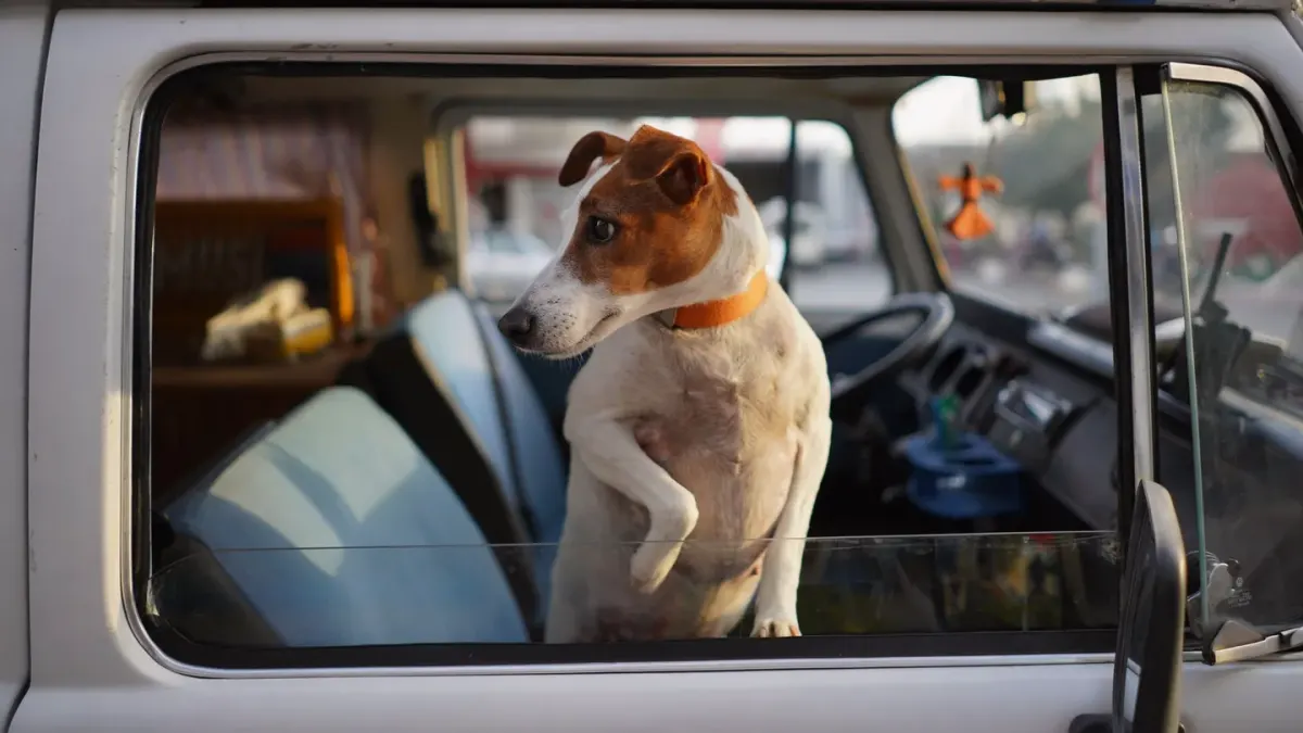 A small dog standing braced on the back seat of a moving car, ears back
