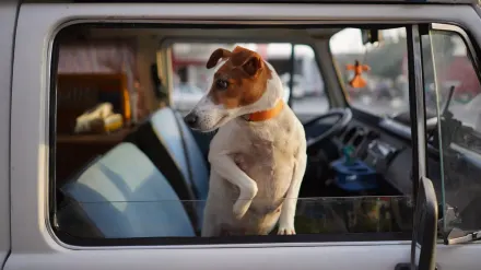 A small dog standing braced on the back seat of a moving car, ears back