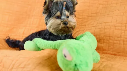 A small tan Chihuahua tugging gently on a soft plush toy