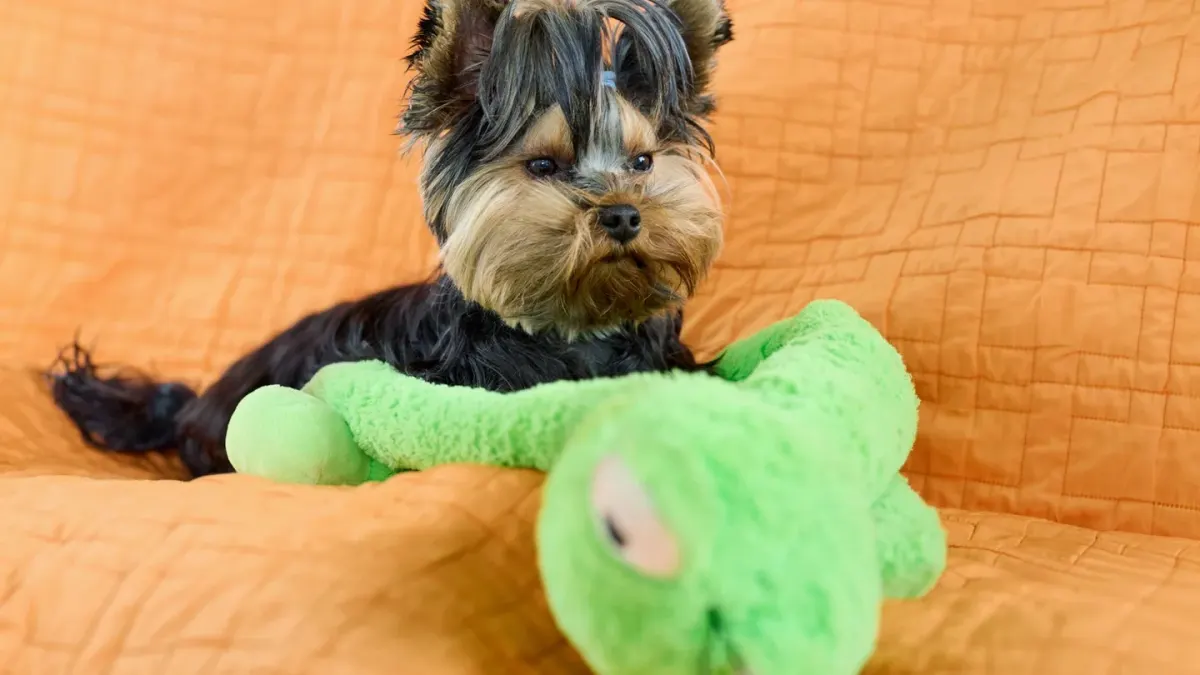 A small tan Chihuahua tugging gently on a soft plush toy