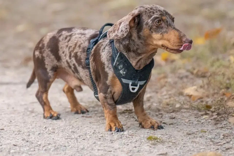 A small terrier-type dog wearing a front-clip harness on a leash