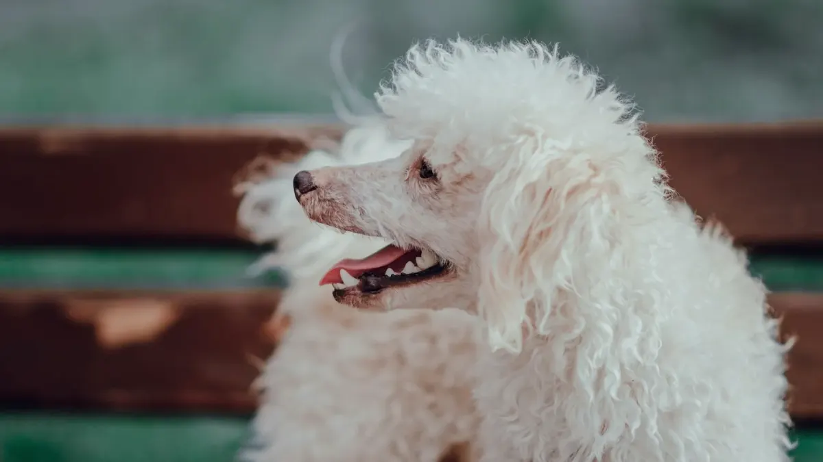 A small toy poodle and a slightly larger miniature poodle standing together outdoors