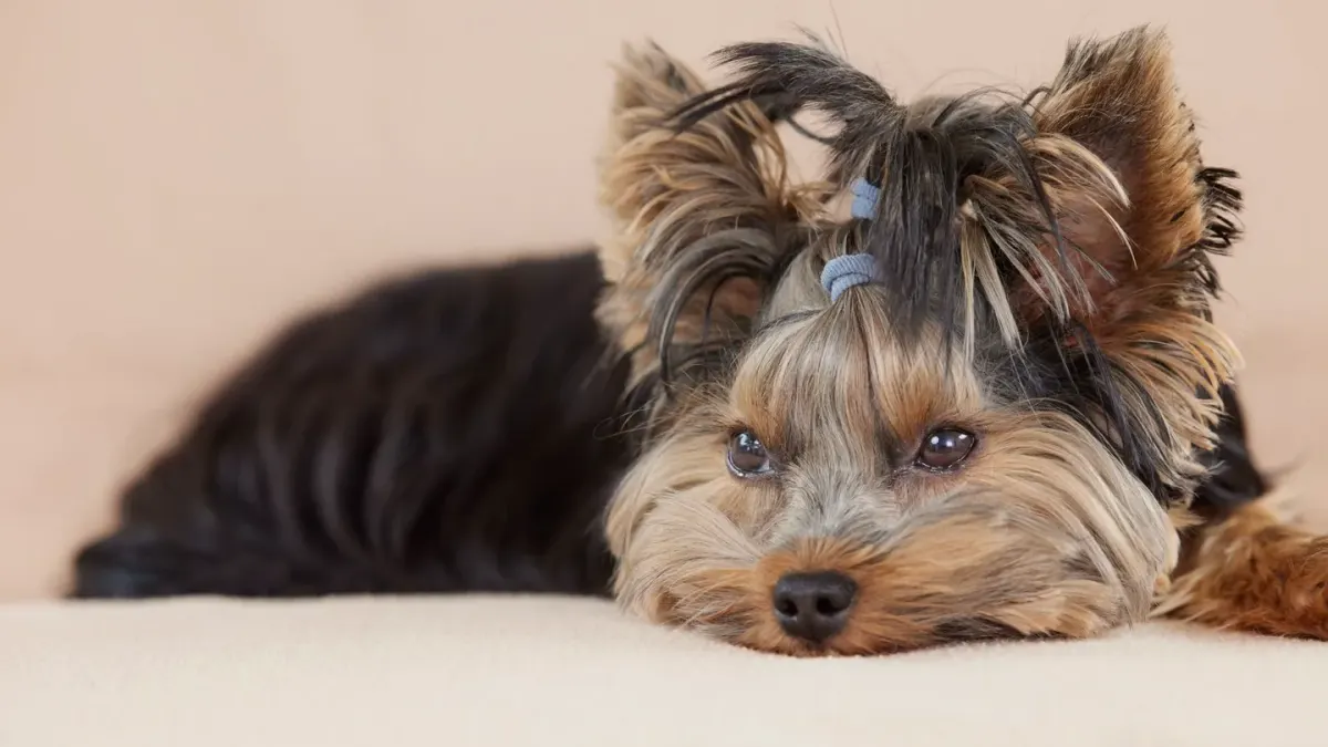A small Yorkshire Terrier and a white Maltese sitting side by side