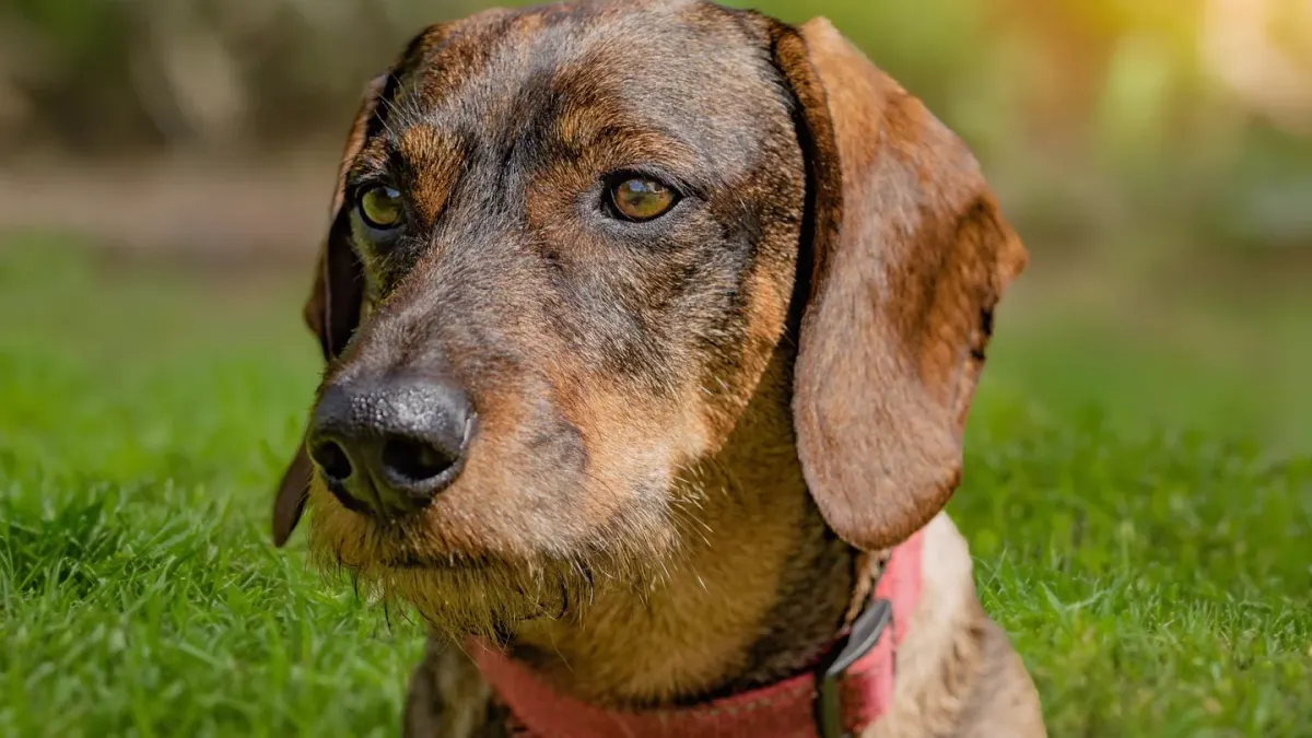 A standard dachshund and a miniature dachshund standing together on a lawn