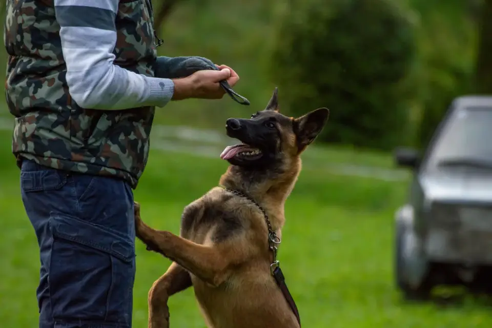 A veterinarian adjusting a snug calming vest on a nervous dog in an exam room