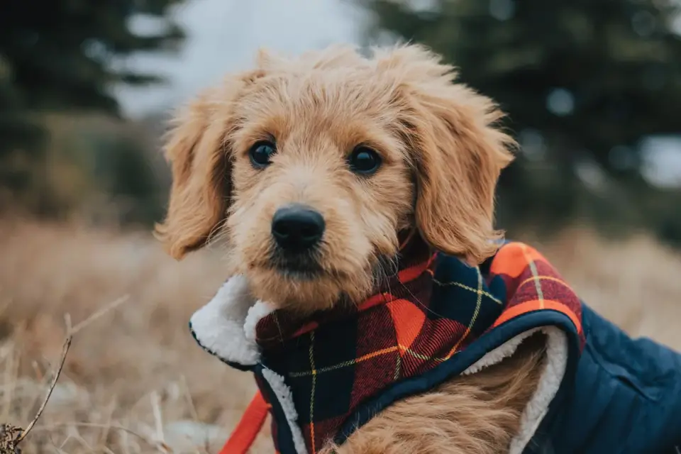 A veterinarian parting a Goldendoodle puppy&#x27;s coat during a checkup