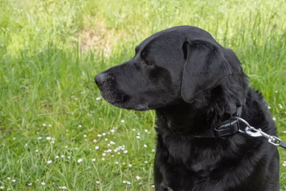 A young adult Labrador Retriever walking on a leash outdoors