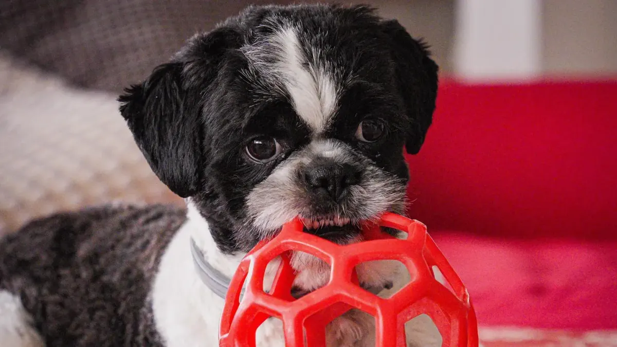 A young puppy gnawing on a soft rubber teething ring