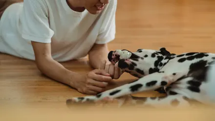 A young puppy mouthing a person's hand while sitting on a rug