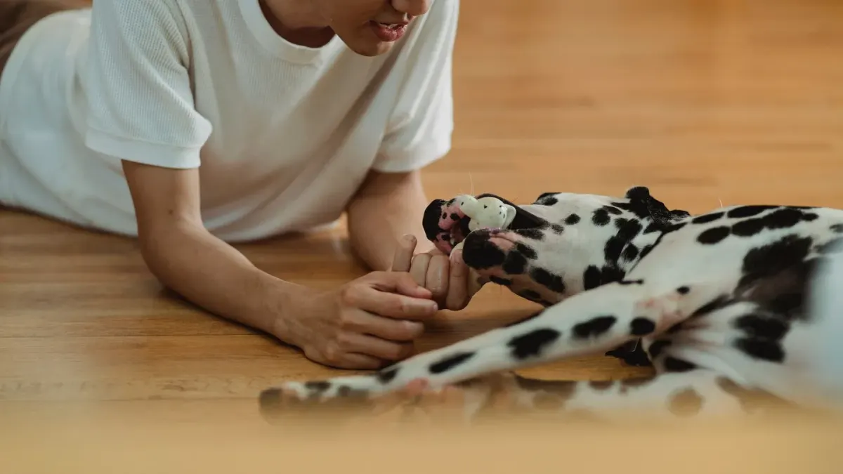 A young puppy mouthing a person's hand while sitting on a rug