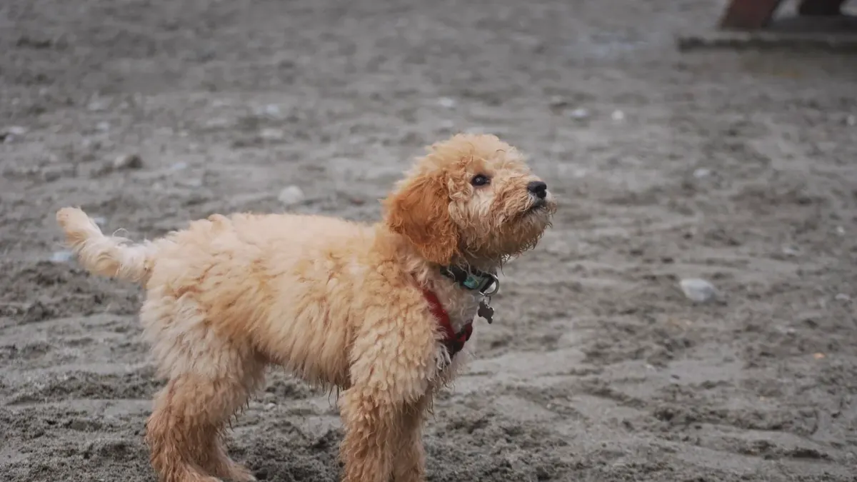 An apricot Standard Poodle sitting beside a curly-coated Goldendoodle puppy on grass