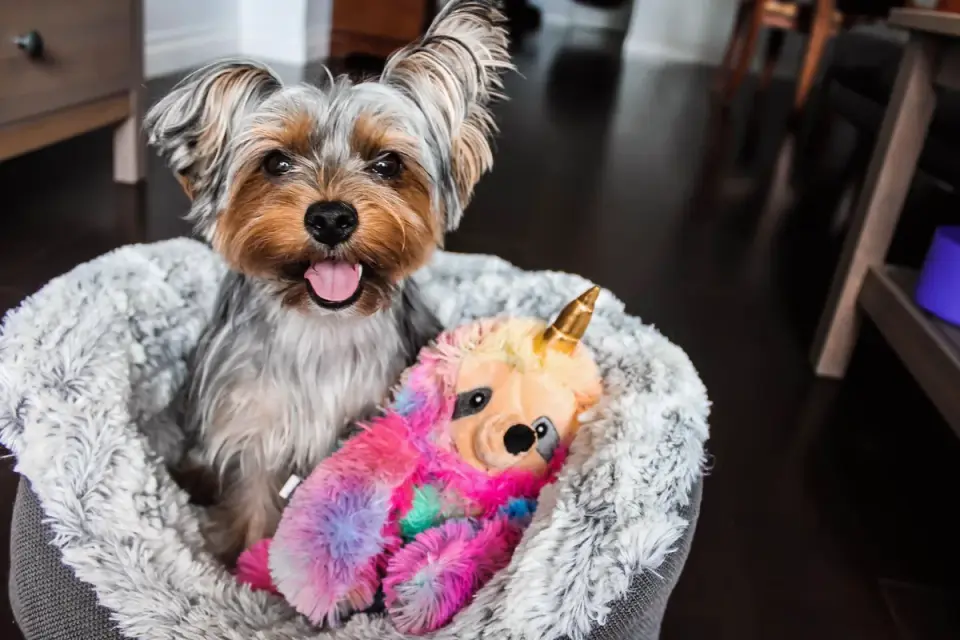 An assortment of soft, rope, and rubber toys sized for small dogs arranged on a wood floor