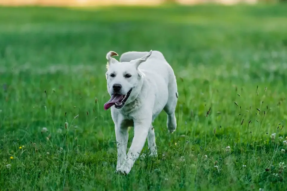 An older dog running across a grassy backyard with an alert, happy expression