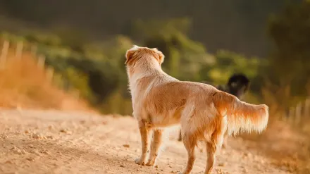 An older dog walking carefully beside its owner on a grass path