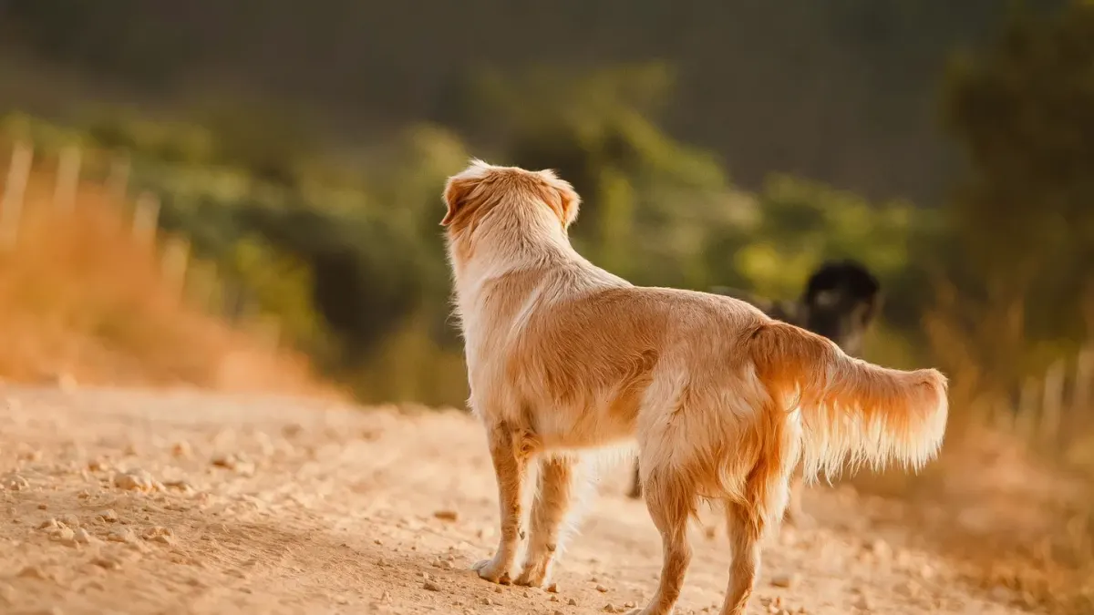 An older dog walking carefully beside its owner on a grass path