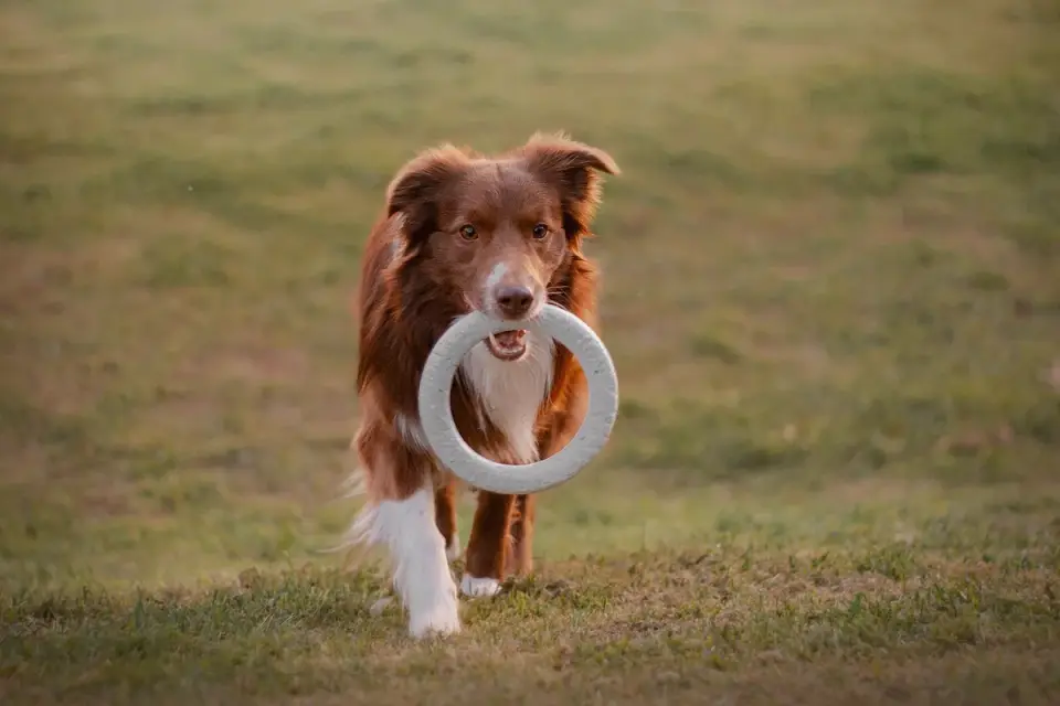 An older dog working slowly at a puzzle feeder to release kibble