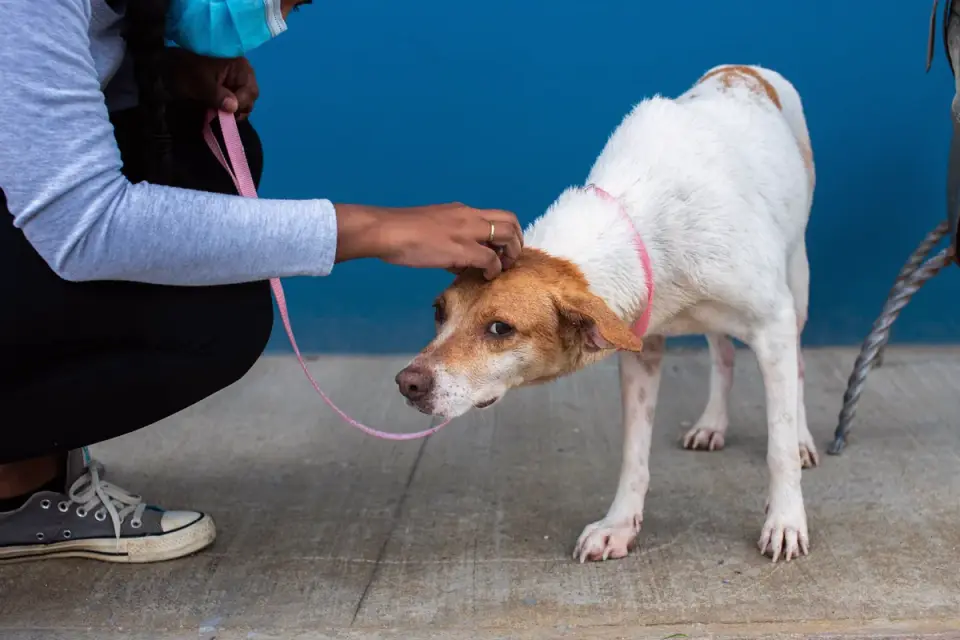 An owner offering a joint supplement chew to a graying-muzzle dog