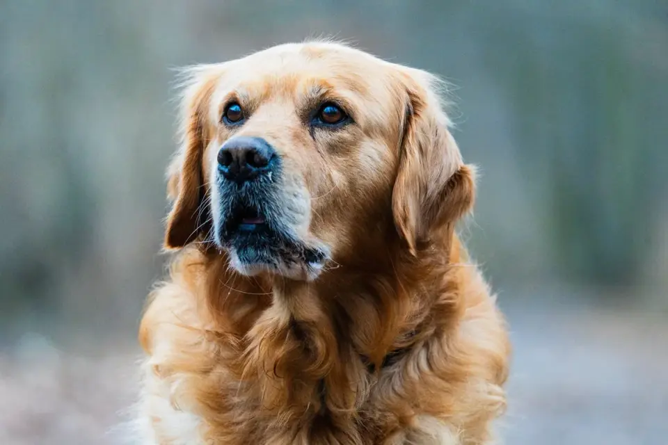 Attentive dog with an owner