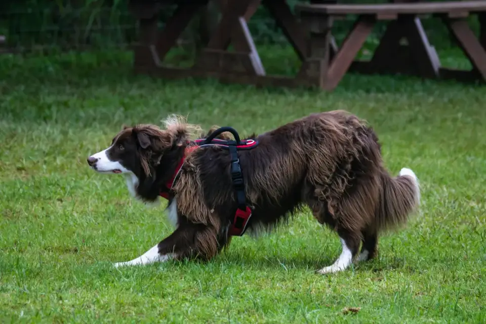 Border collie running