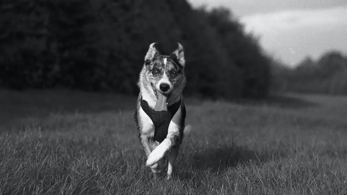 Border collie running