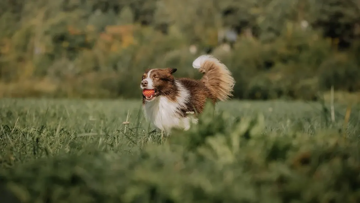 Border collie running