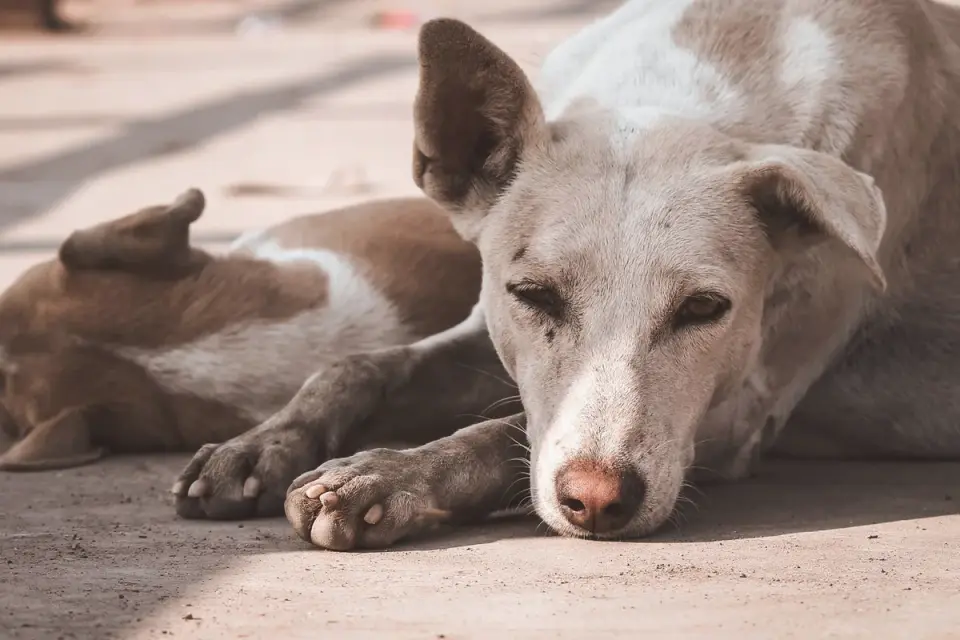 Calm dog resting at home