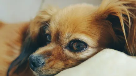 Calm dog resting at home