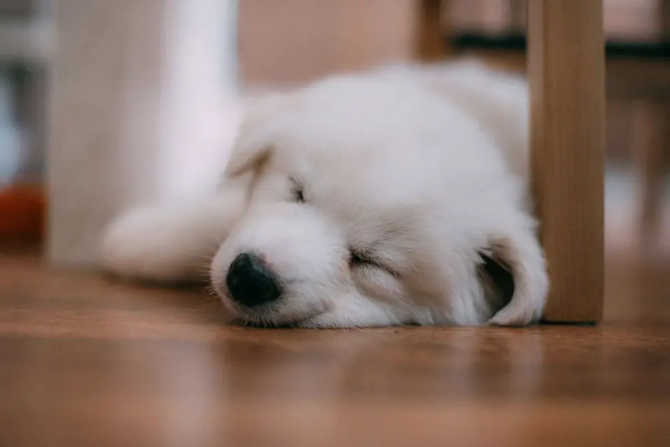 Calm dog resting at home