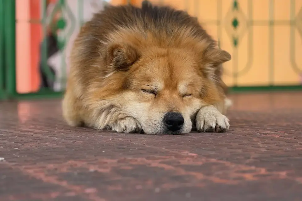 Calm dog resting home