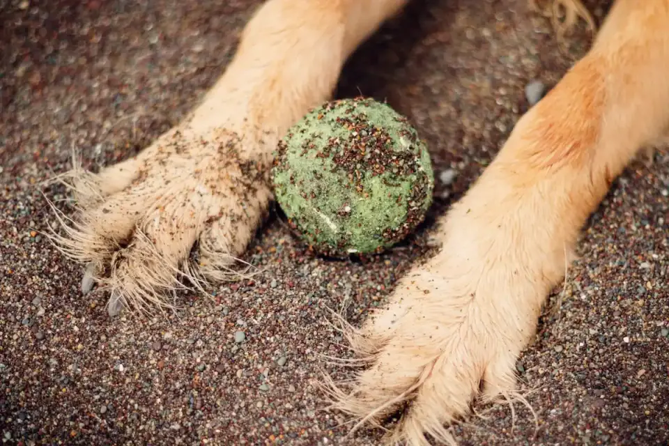 Curly-coated Labradoodle puppy chasing a tennis ball outdoors