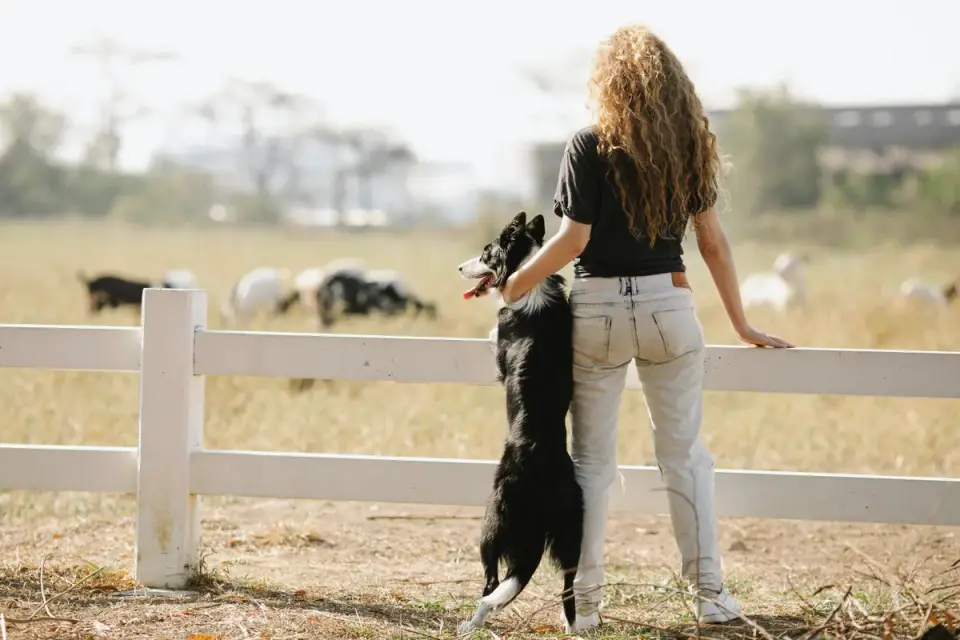 Dog and owner together