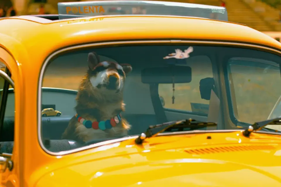 Dog at a car window