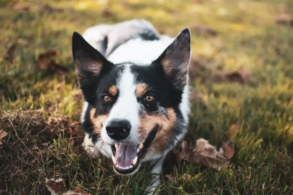 Dog barking outdoors