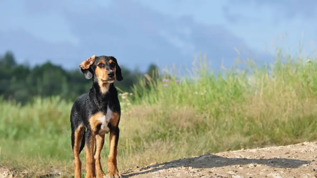 Dog barking outdoors