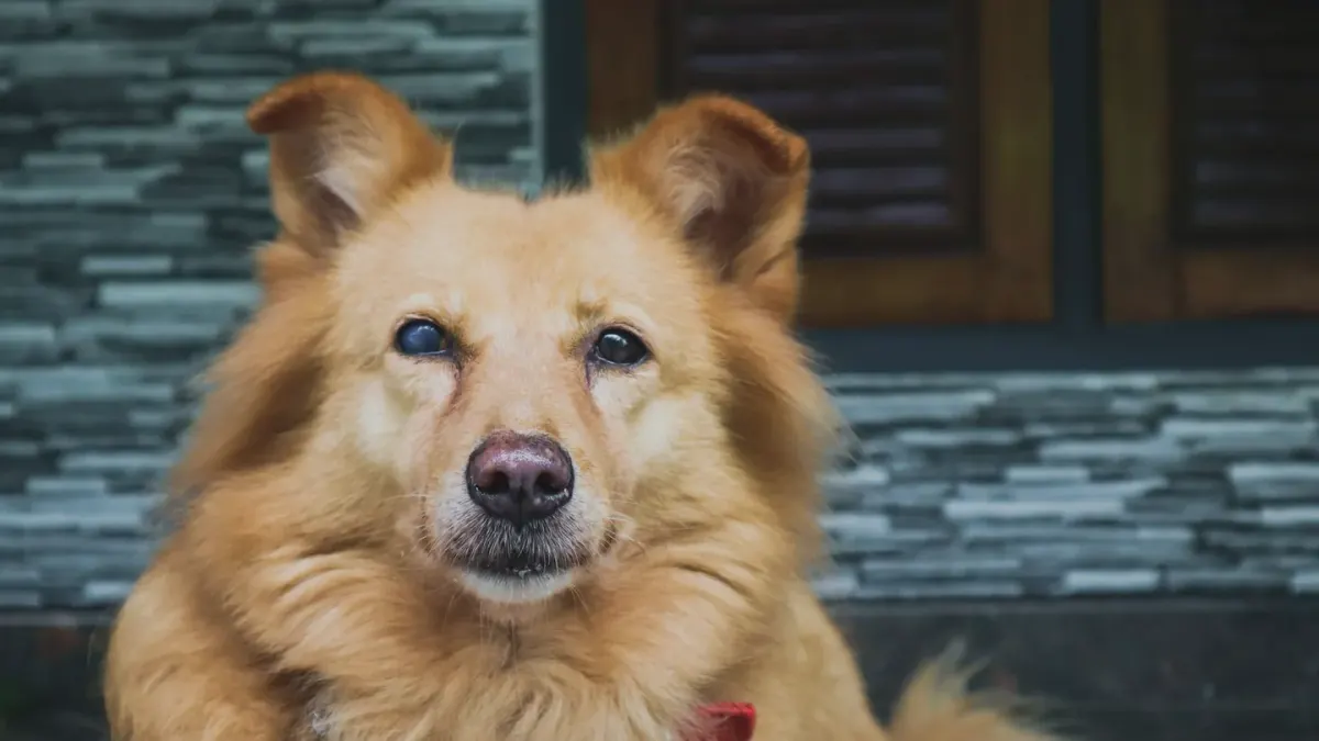 Dog by a door