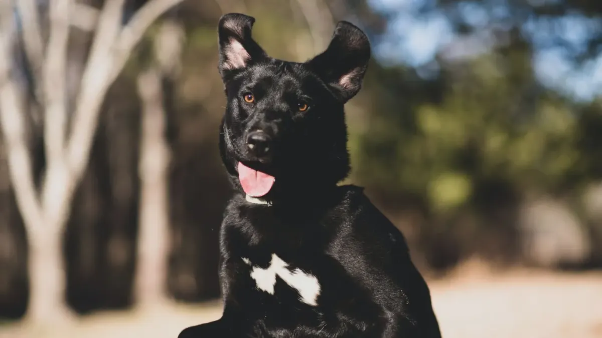 Dog catching a frisbee