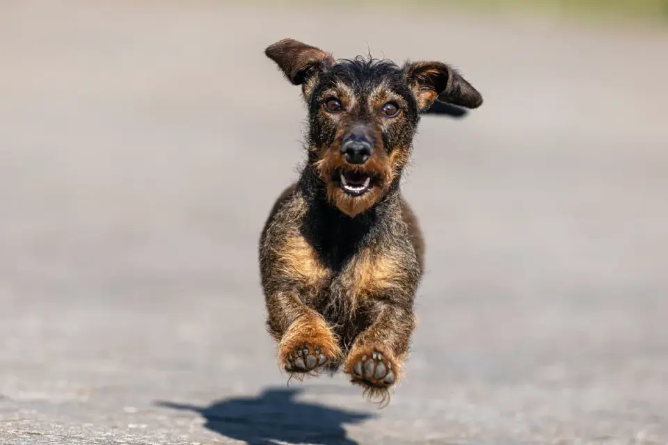 Dog catching a frisbee