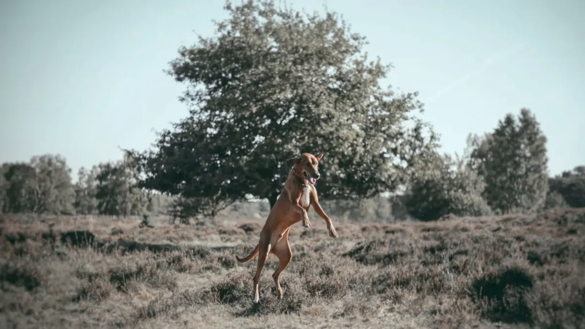 Dog catching a frisbee