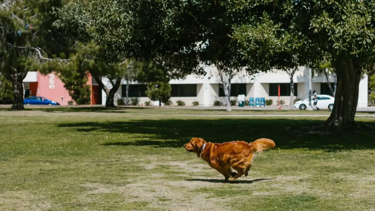 Dog catching a frisbee