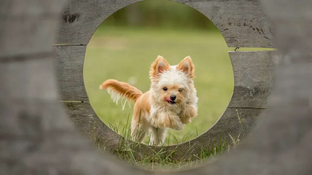 Dog catching a frisbee