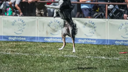 Dog catching frisbee