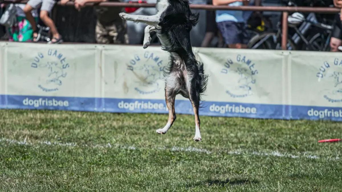Dog catching frisbee
