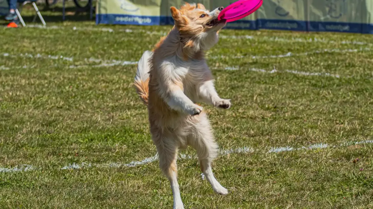 Dog catching frisbee