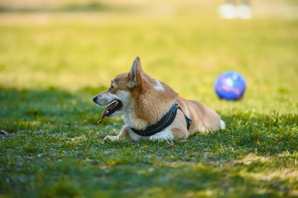 Dog chasing a ball