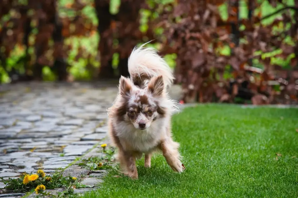 Dog chasing a ball