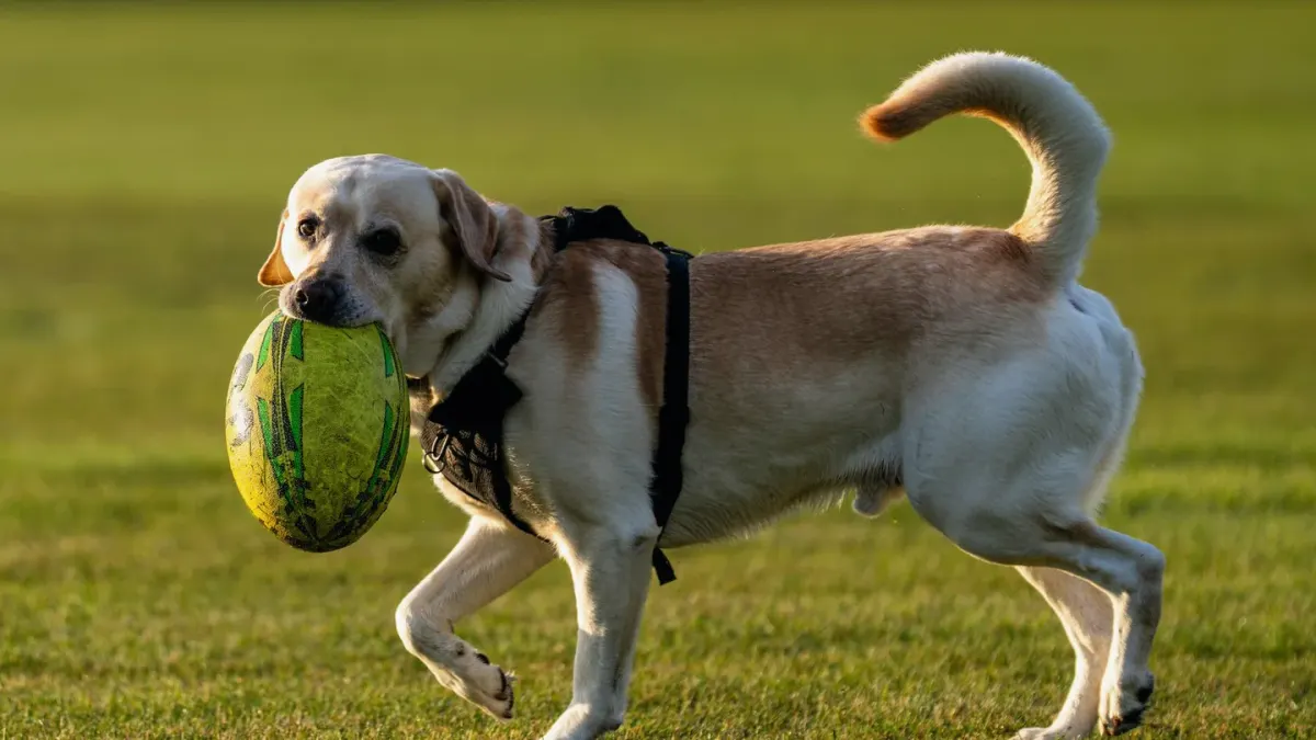 Dog chasing a ball