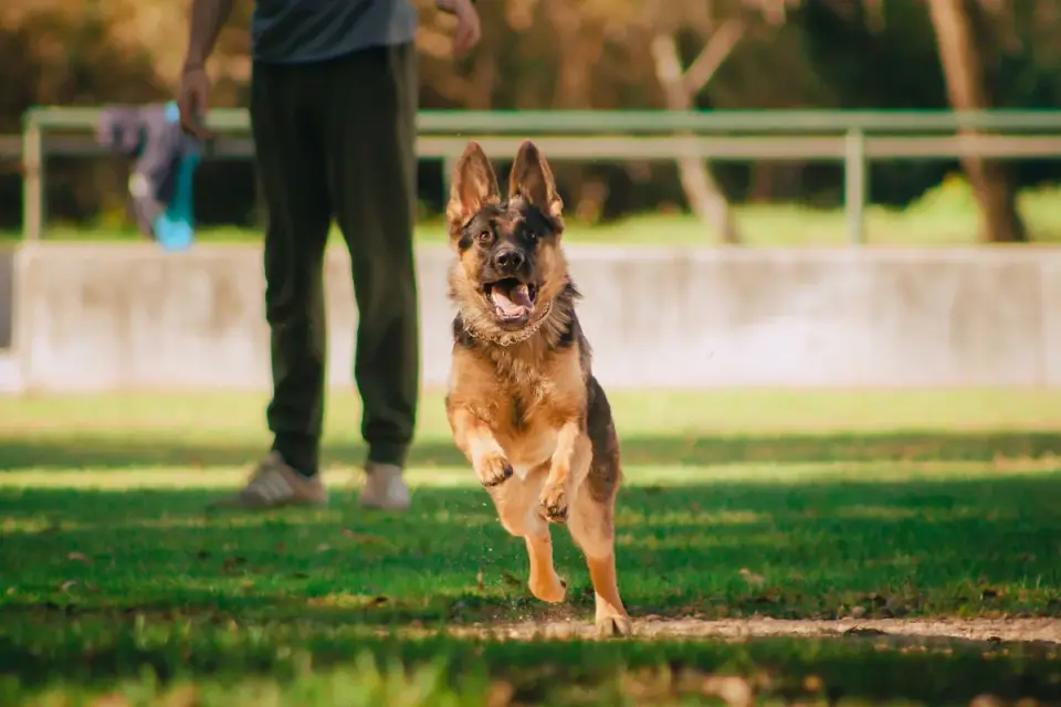 Dog chasing a ball