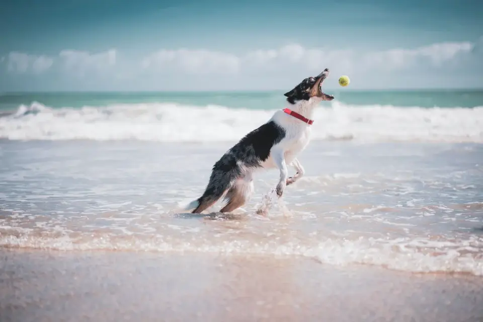 Dog chasing a ball