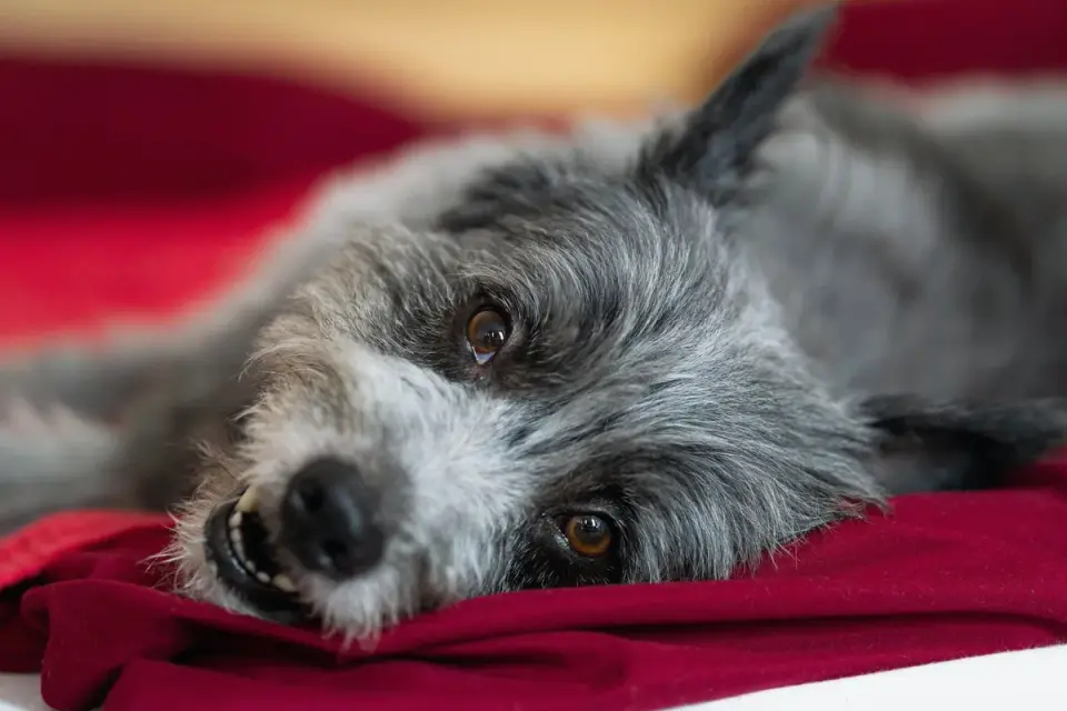 Dog curled on a blanket