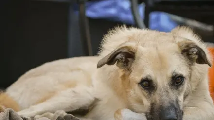Dog curled on a blanket